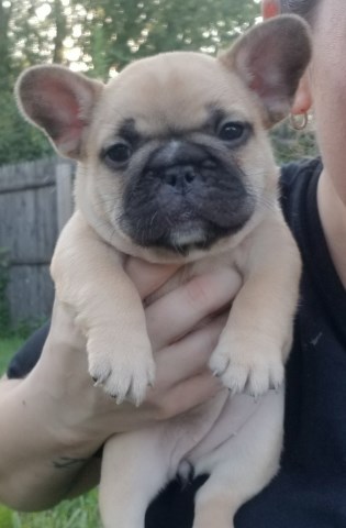 French Bulldog puppy for sale + 58120
