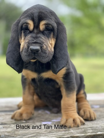 Bloodhound puppy for sale + 64736