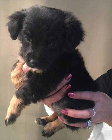 8 week old yorkshire terrier / king cavalier