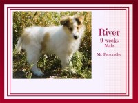Incredible River Boy Collie for sale/adoption