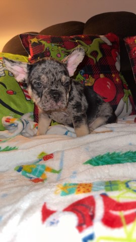 French Bulldog puppies