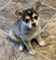 Home Raised Alaskan Klee Kai puppies for a great home Alaskan Malamute for sale/adoption