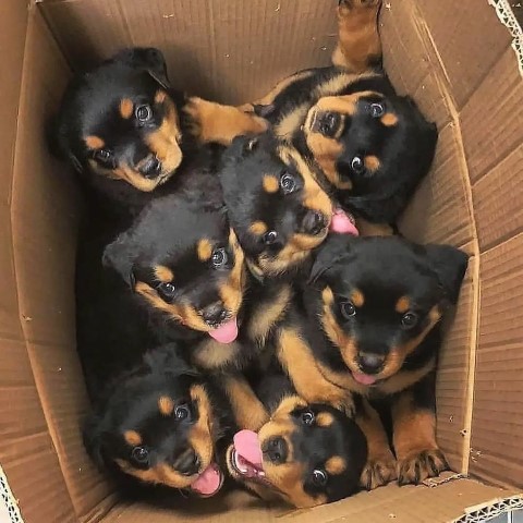 Outstanding Rottweiler Puppies ready For Adoption.