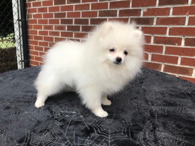 CKC Pomeranian: BOSS