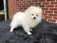CKC Pomeranian: BOSS Pomeranian for sale/adoption