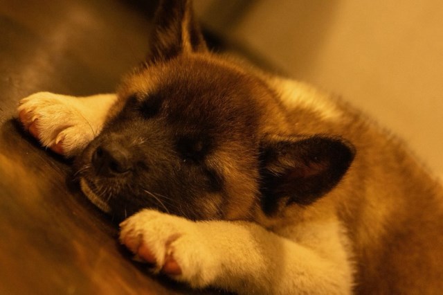 Akita puppy for sale + 66877