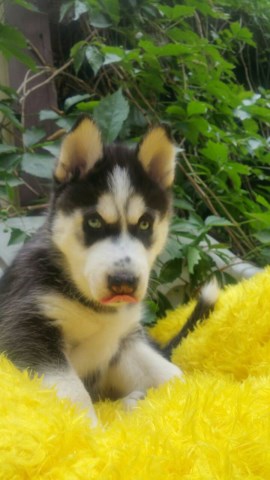 Siberian Husky puppy for sale + 53600