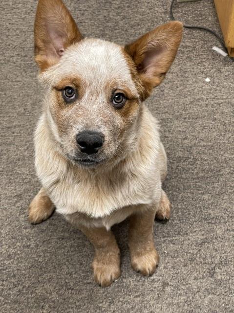 Australian Cattle Dog puppy for sale + 62939