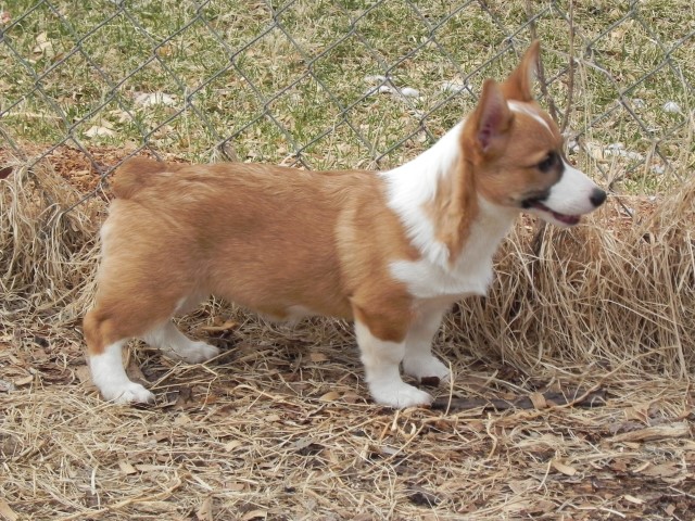 AKC Pembroke Welsh Corgi Female 4-Way Clear