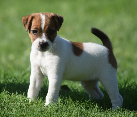 Quality Champion Sired Jack Russell Terrier Puppy Available Now!