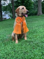 AKC Labrador Retriever Puppies Labrador Retriever for sale/adoption