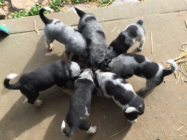 Australian Cattle Dog puppy for sale + 47574