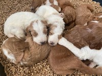 F1bb Goldendoodles Goldendoodle for sale/adoption