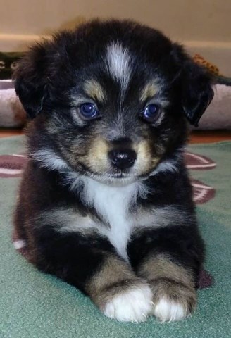 Australian Shepherd Dog puppy for sale + 51093