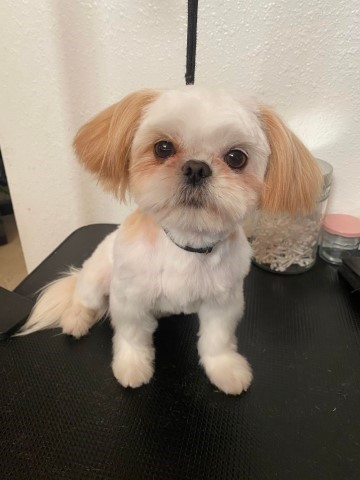 Imperial Shih Tzu Adult Male AKC