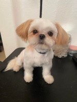 Imperial Shih Tzu Adult Male AKC Shih Tzu for sale/adoption