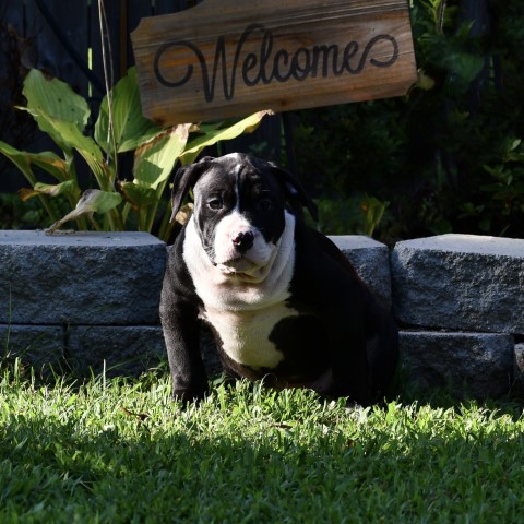 American Pit Bull Terrier puppy for sale + 62240