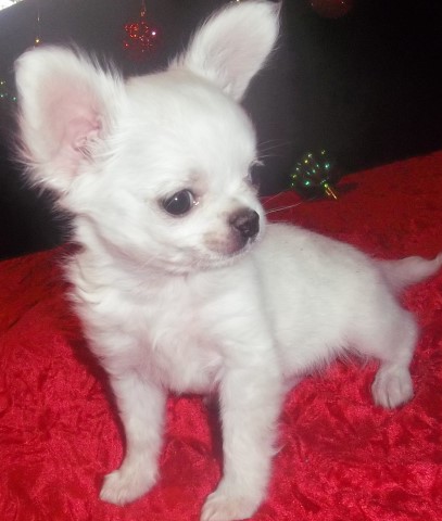 Long Coat Apple Head Chihuahua Puppy In AZ
