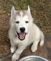 Siberian Husky Puppies And Dogs For Sale In Oklahoma