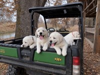 Labrador Retriever thumbnail
