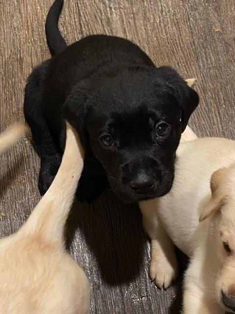 Labrador Retriever puppy for sale + 65899