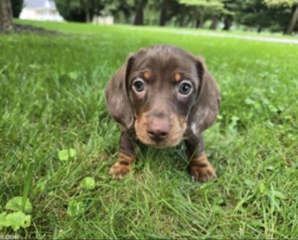 Milo - Chocolate Dapple Mini Dachshund Puppy (15 wks) - $1500 (Boston)