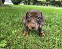 Milo - Chocolate Dapple Mini Dachshund Puppy (15 wks) - $1500 (Boston) Dachshund for sale/adoption