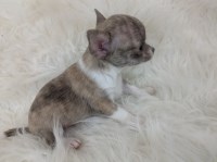 Candies Chihuahua Puppies Chihuahua for sale/adoption