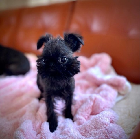 Male Brussels Griffon Zeus For Sale