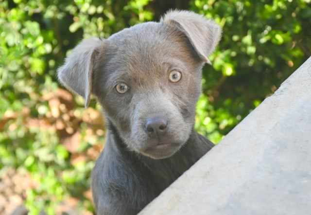 AKC Chocolate, Champagne, & Silver Labrador Retrievers