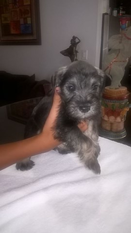 Miniature Schnauzer puppy for sale + 47036