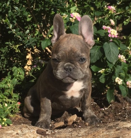 Blue French bulldog