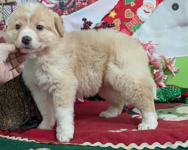 Chicago Englash Shepherds  puppies.