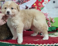 Chicago Englash Shepherds  puppies. English Shepherd for sale/adoption