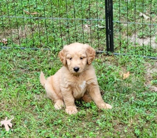 Goldendoodle puppy for sale + 64072