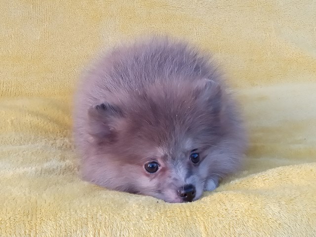 Pomeranian puppy for sale + 66461