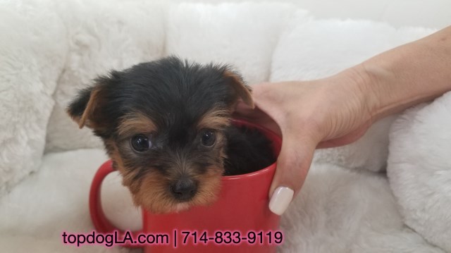 Yorkshire Terrier Puppy - Female - Baby ($2,199)
