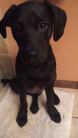 Labrador Retriever Puppy Dog For Sale In Orlando Florida