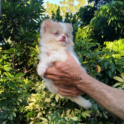 Pomeranian puppy for sale + 66729
