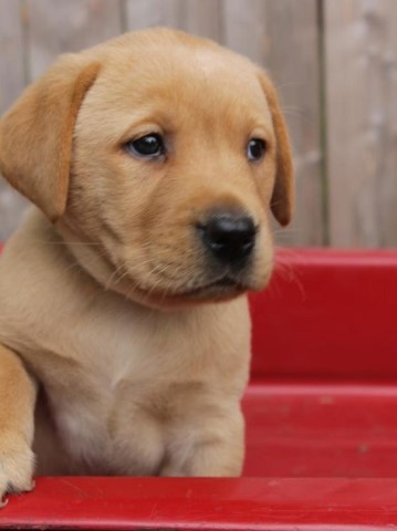 Adorable Labrador Retriever for sale