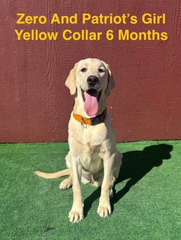 Labrador Retriever puppy for sale + 66083