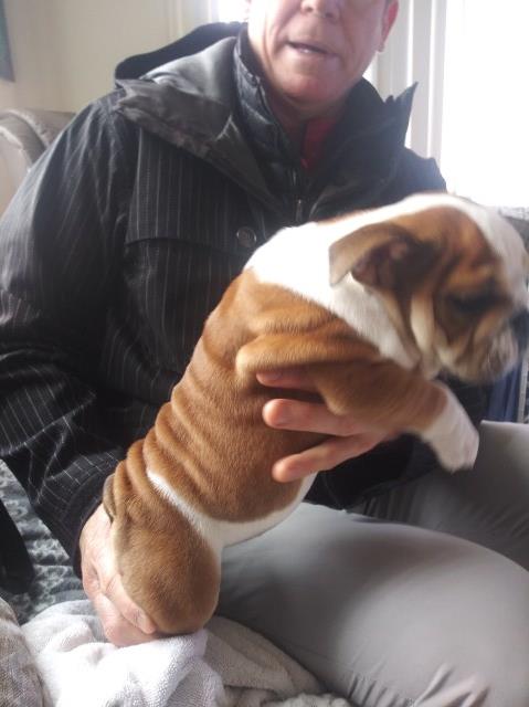 English Bulldog puppy for sale + 56482