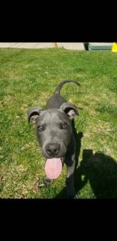 Great Dane puppy for sale + 61805