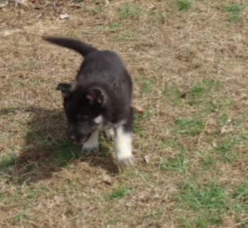 German Shepherd Puppies for Sale