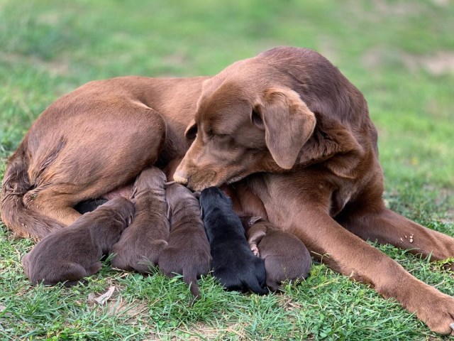 Labrador Retriever Puppies