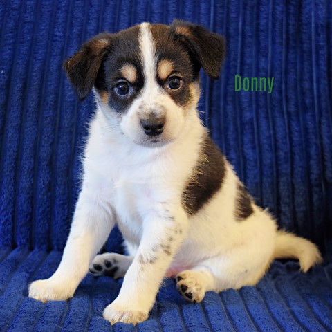 Mixed Breed Puppies