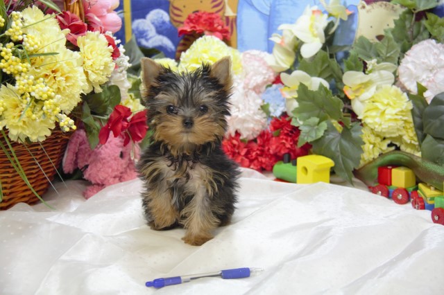 Bichon Frise puppy for sale + 62121