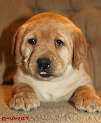 AKC Fox Red Lab Puppies