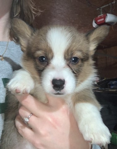 Pembroke Welsh Corgi puppy for sale + 63039
