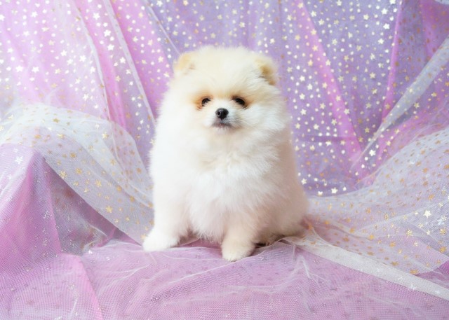 CKC Pomeranian - PATTY, female